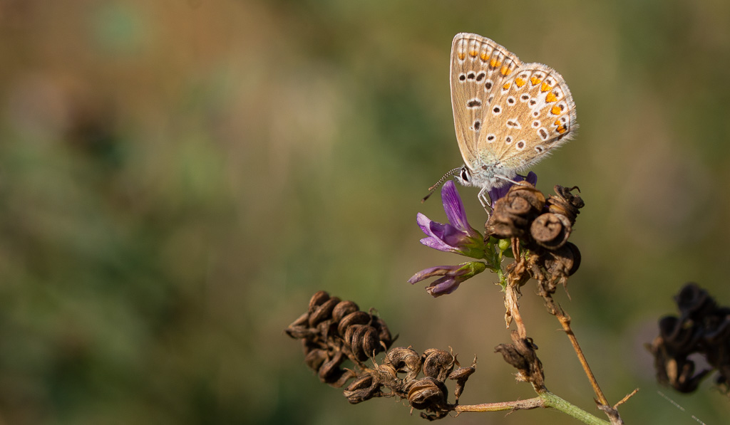 Papillon Azuré commun (3).jpg