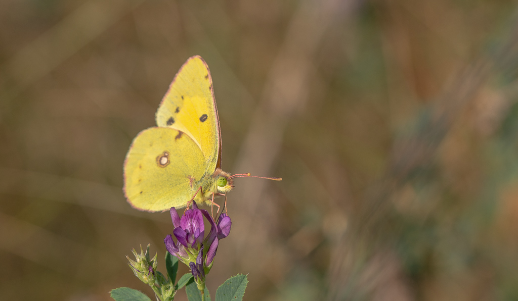 Papillon Le souffré.jpg