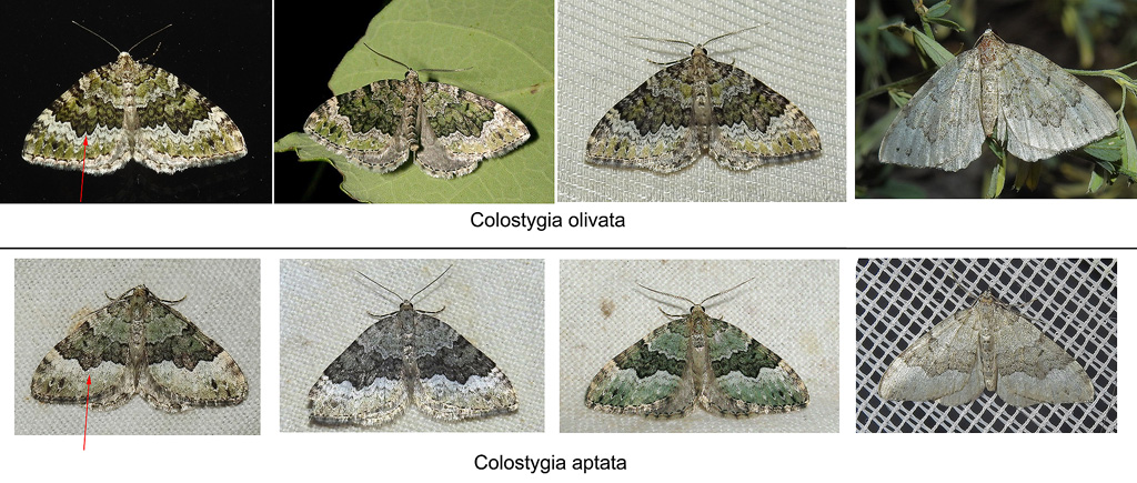 olivata-aptata.jpg