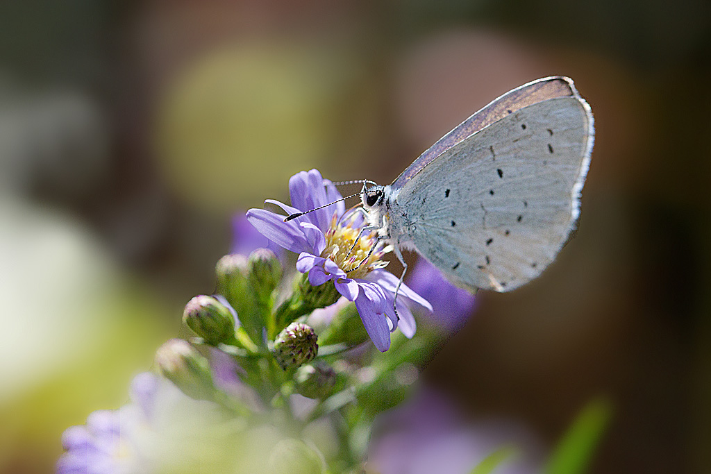 azuré des nerpruns - Celastrina argiolus.jpg