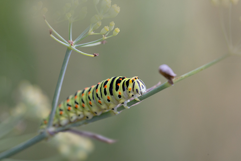 Chenille de machaon - Papilio machaon 1.jpg