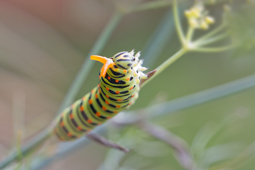 Chenille de machaon - Papilio machaon 2.jpg