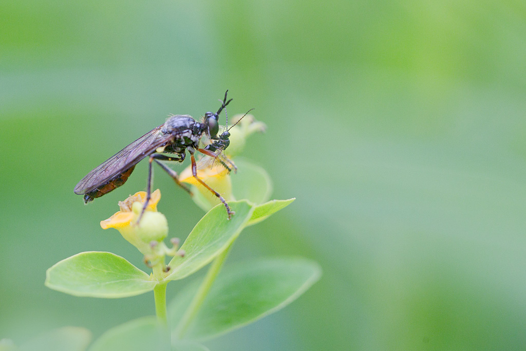 Dioctria sp.jpg