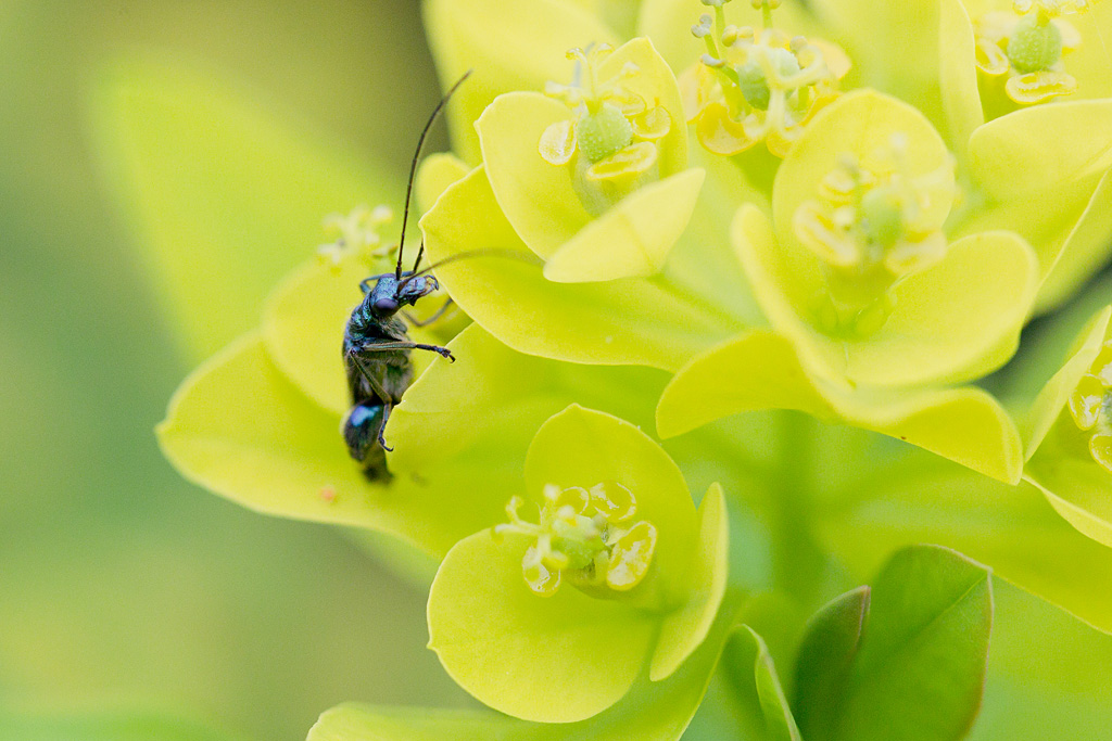 Oedemera nobilis mäle 1.jpg