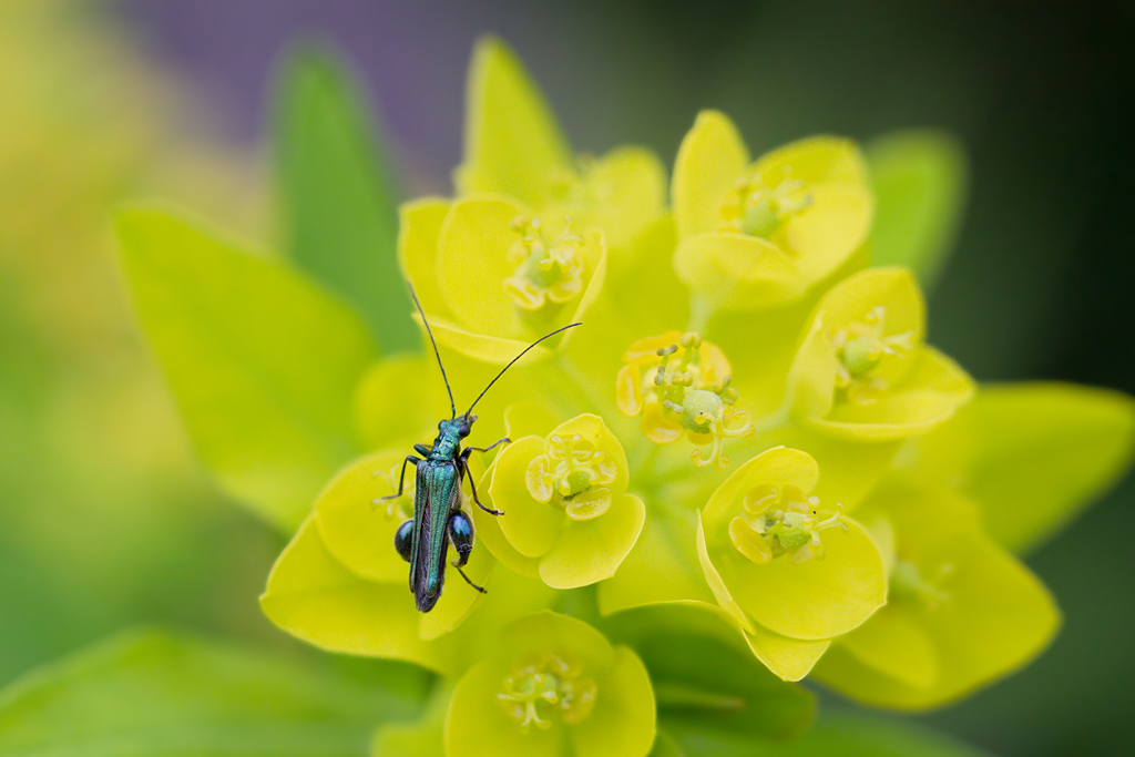 Oedemera nobilis mäle 2.jpg