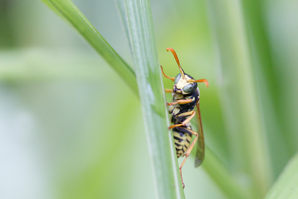 Polistes bischoffi ♂.jpg