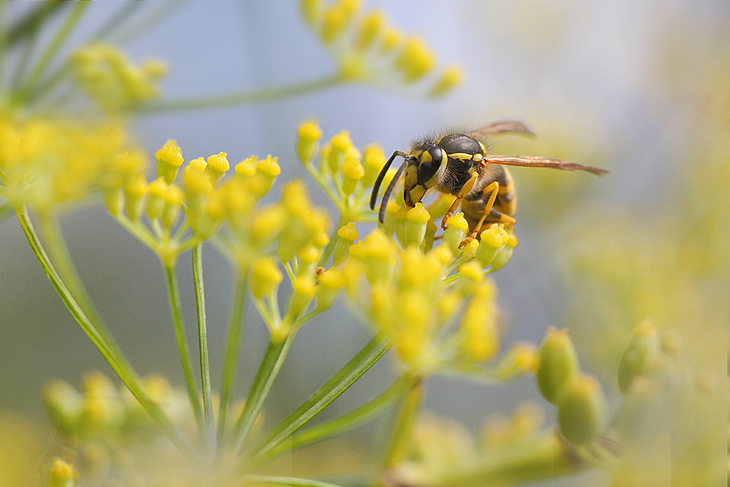 Vespula germanica.jpg