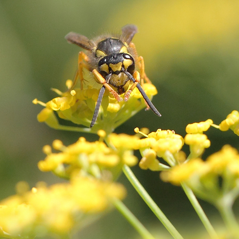 Vespula germanica 2.JPG