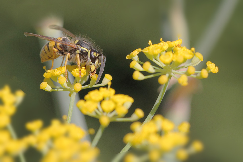 Vespula vulgaris 7.JPG