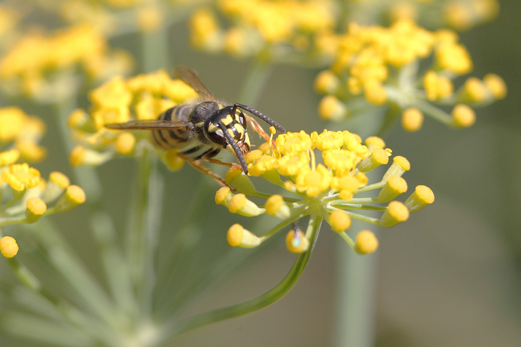 Vespula vulgaris.JPG