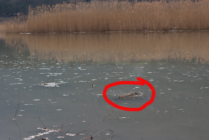 crocodile1.jpg