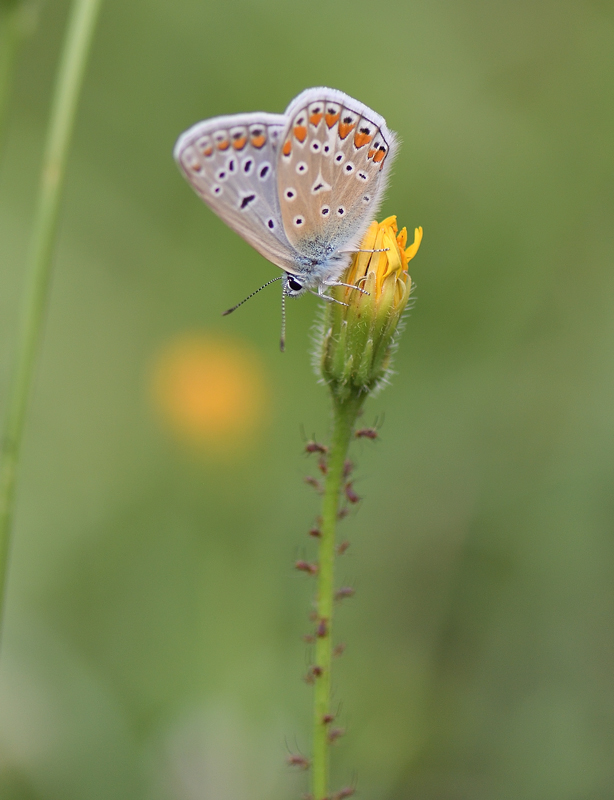 DS5_1362.jpg