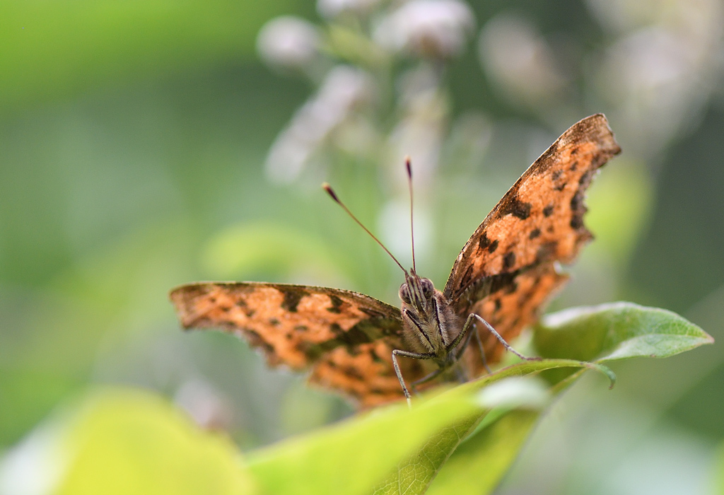DS5_1382.jpg