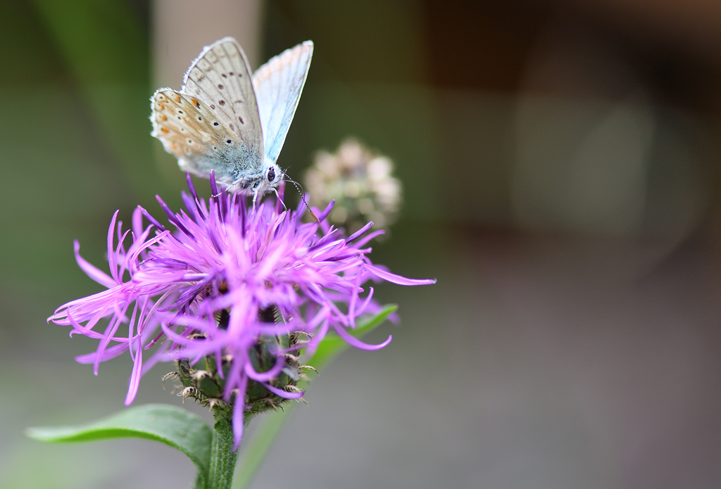 DS5_1557.jpg