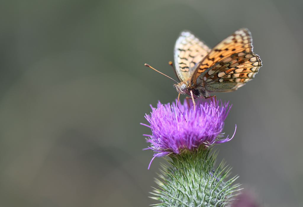 DS5_1563.jpg