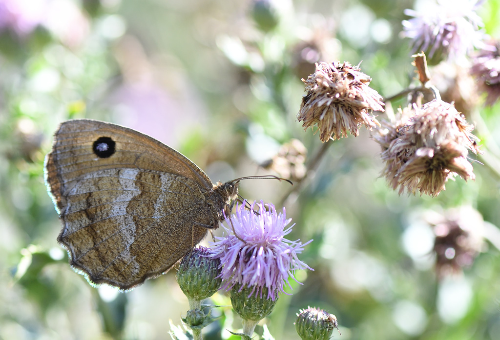DS5_1670.jpg