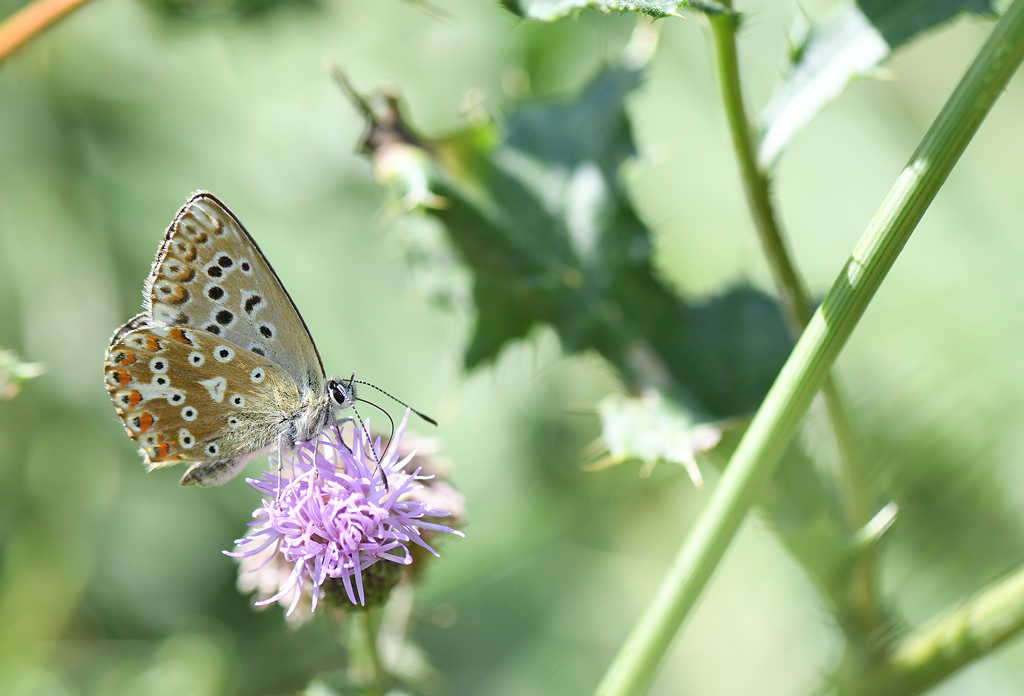 DS5_1678.jpg