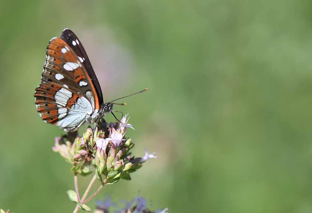 DS5_1687.jpg