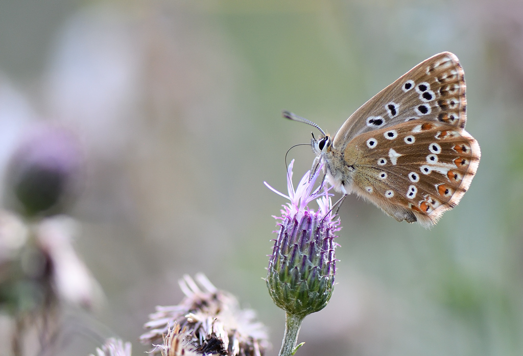 DS5_1776.jpg