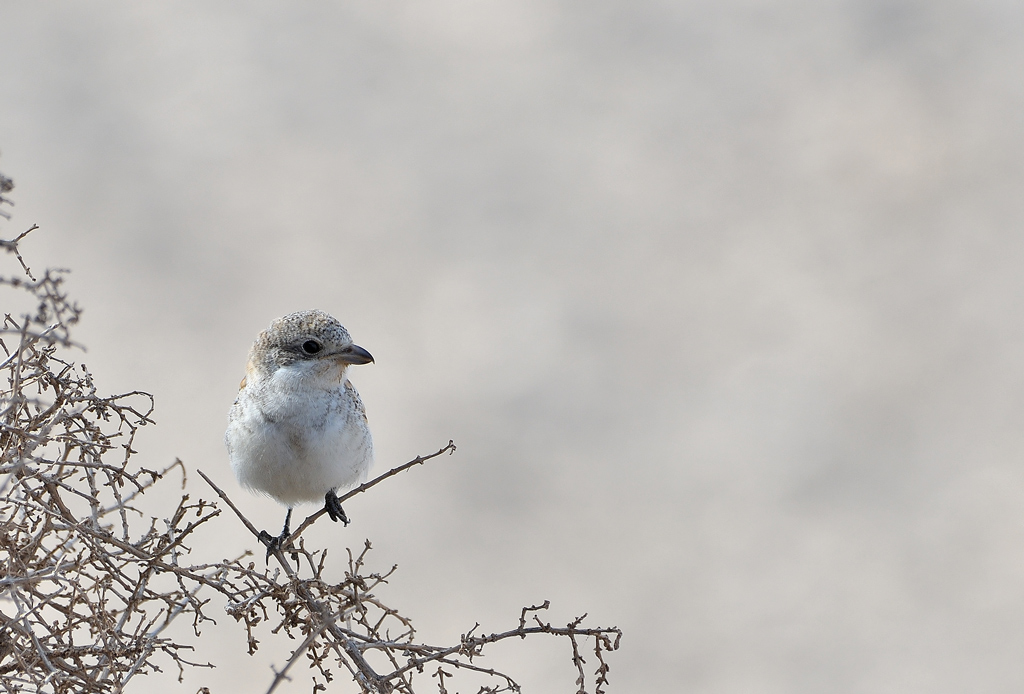 DSC_5512.jpg