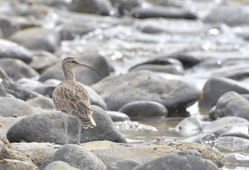 DSC_5927.jpg