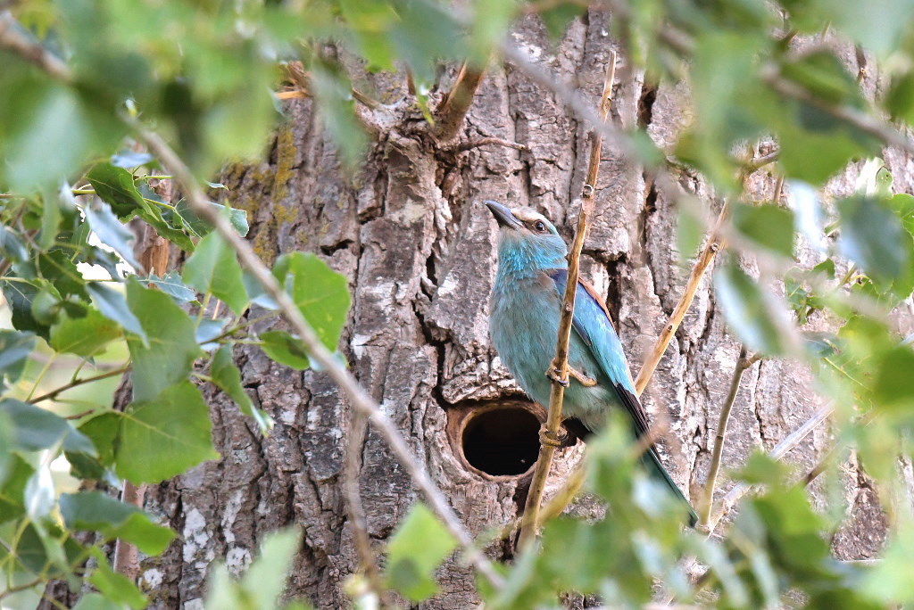 DSC_5115.JPG