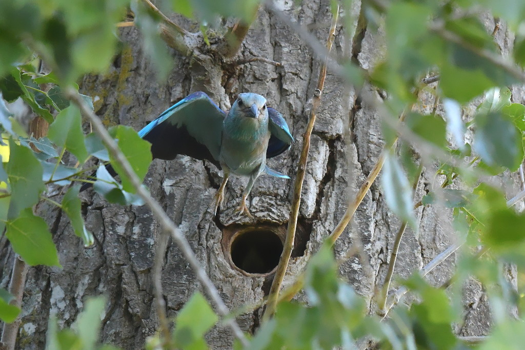DSC_5136.JPG