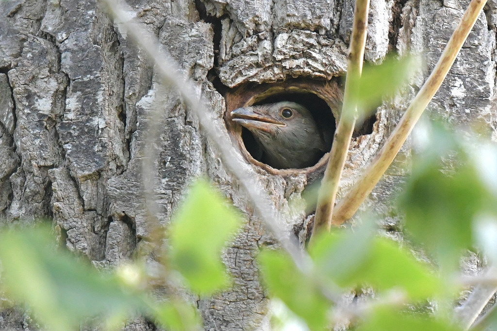 DSC_5530.JPG