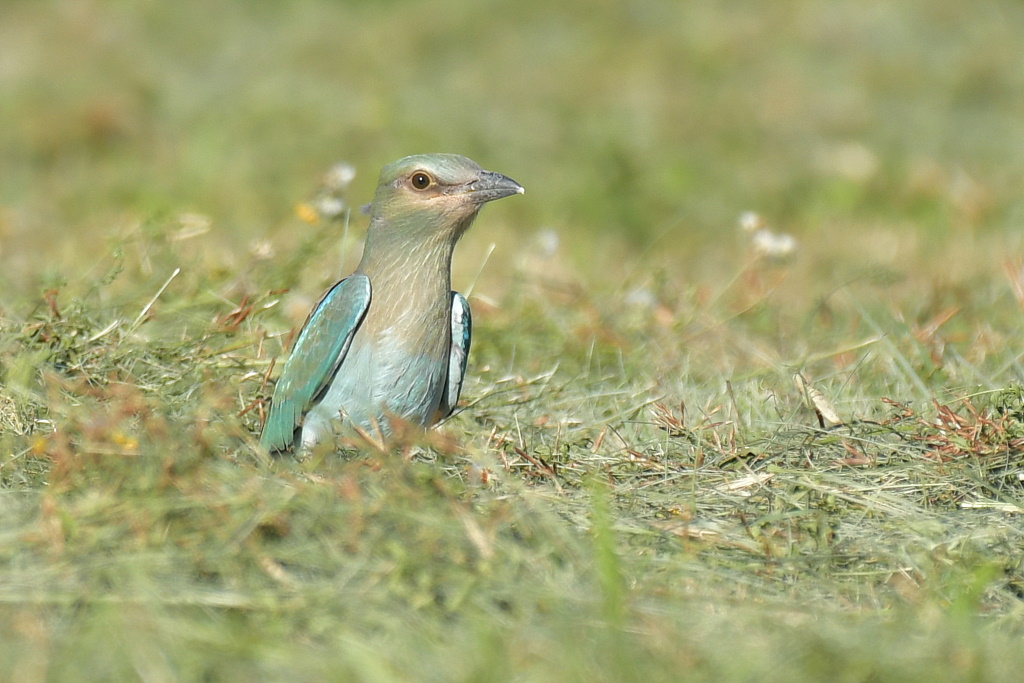 DSC_6569.JPG