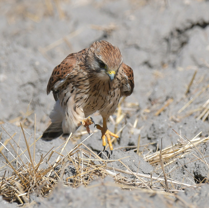 DSC_7170.JPG