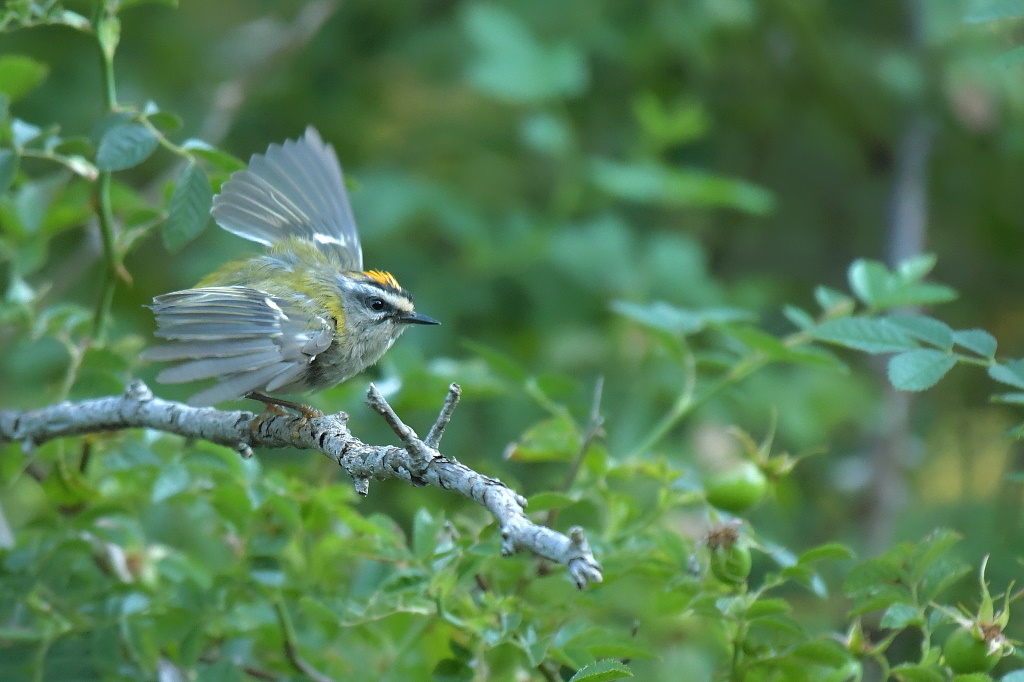 DSC_6748.JPG