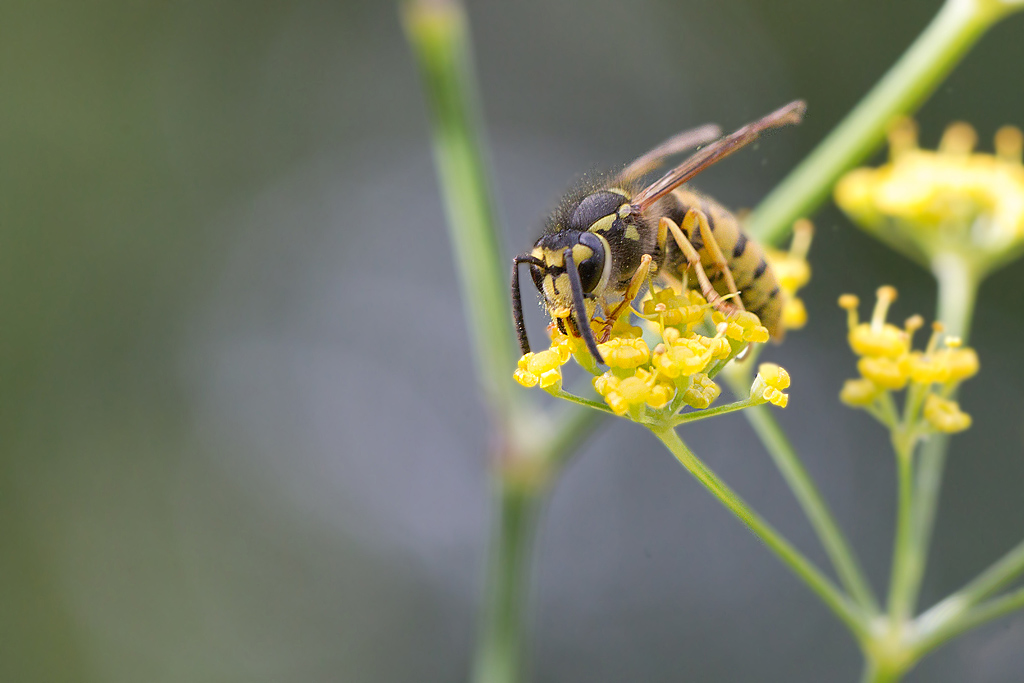 Dolichovespula media 1.jpg
