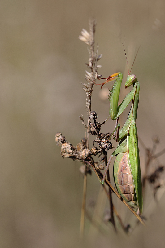mante religieuese ♀ 1.JPG