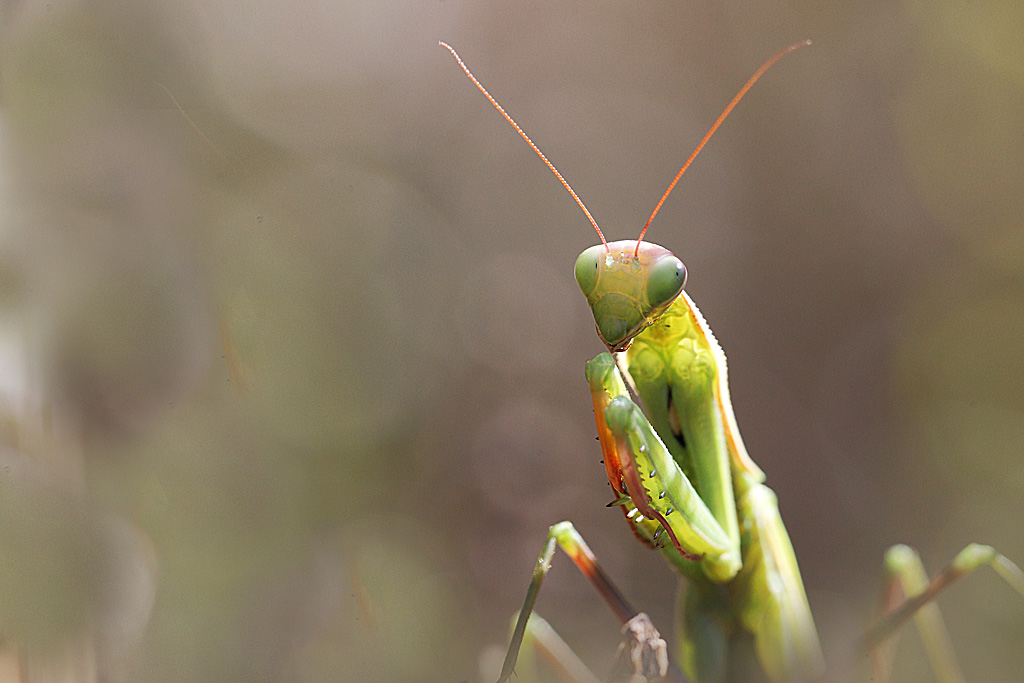 mante religieuese ♀ 2.JPG