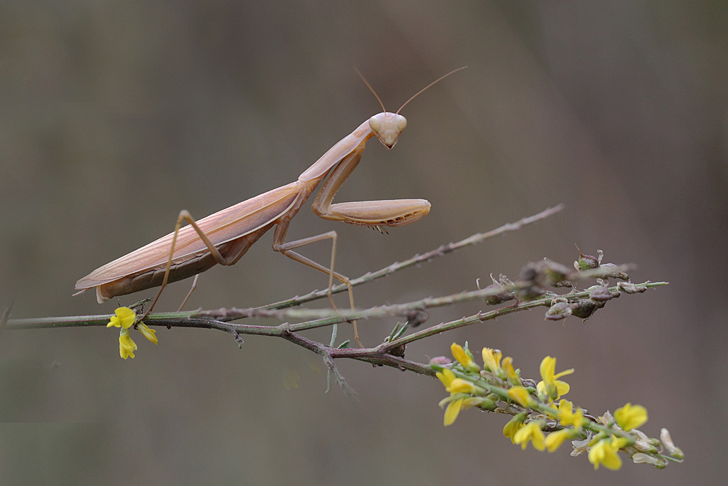mante religieuese ♀ 5.JPG