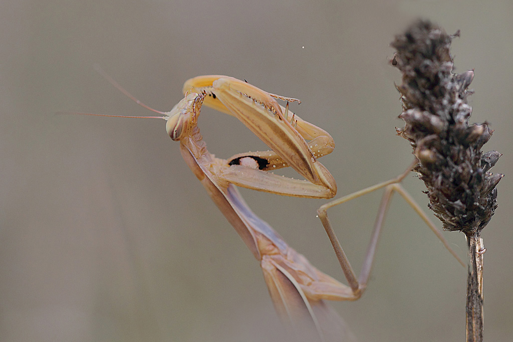 mante religieuese ♀ 4.JPG
