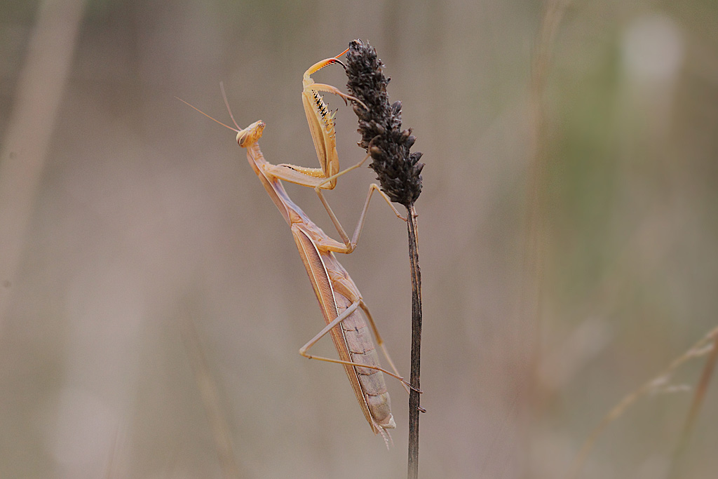mante religieuese ♀ 3.JPG