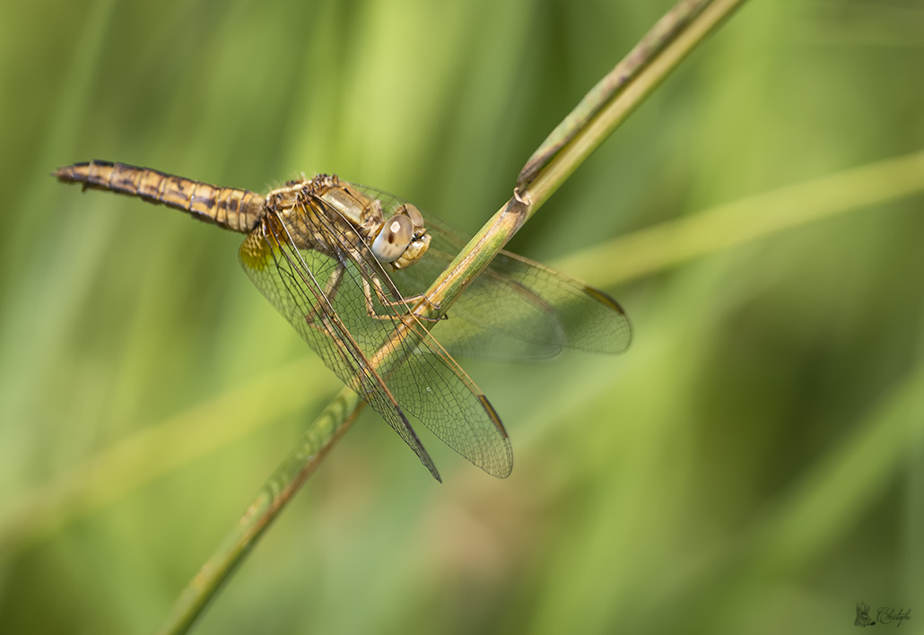 Libellules ancien canal 04 07 2022 (77).jpg