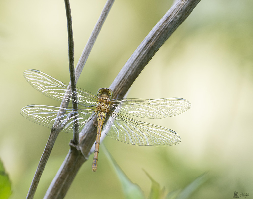Libellules ancien canal 04 07 2022 (109).jpg