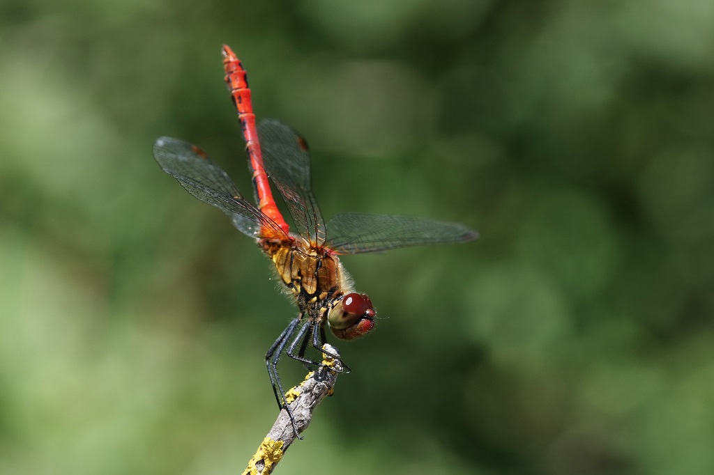 IMG_2704X.JPG