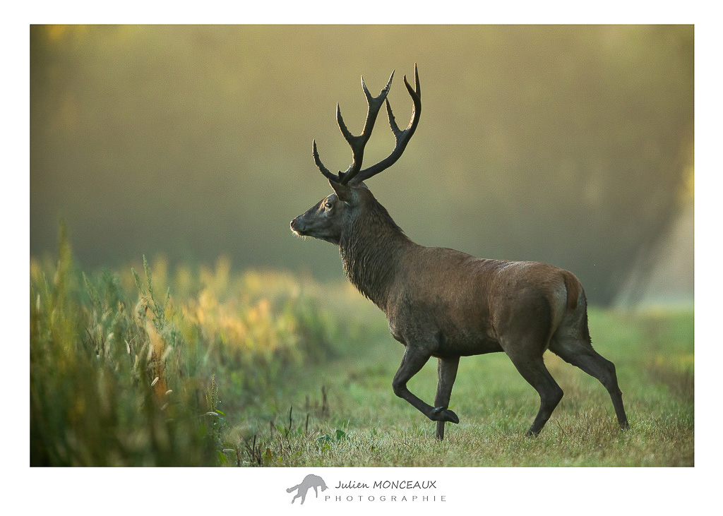 2022-09 cerf élaphe 15.jpg