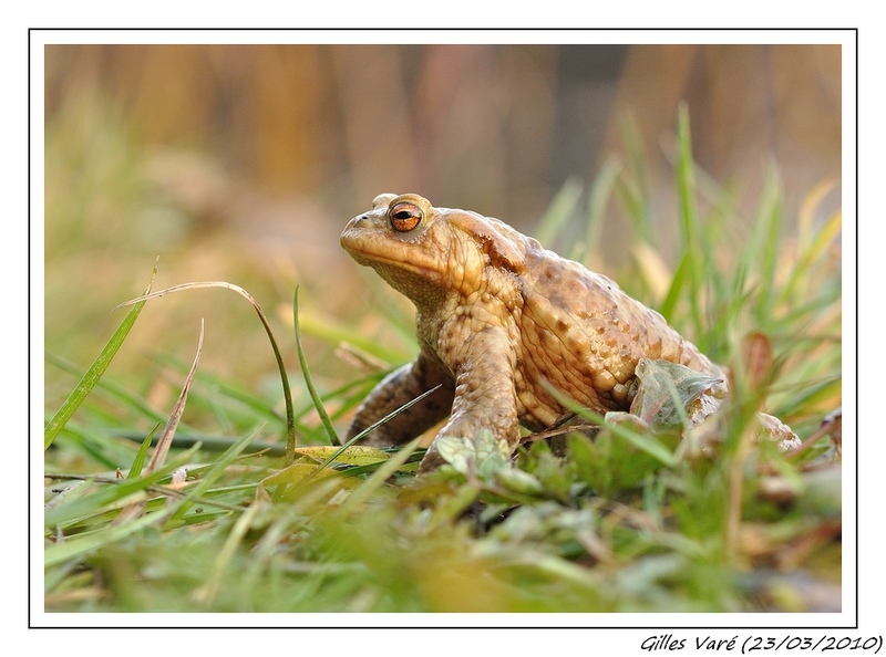 Grenouille(forum).jpg