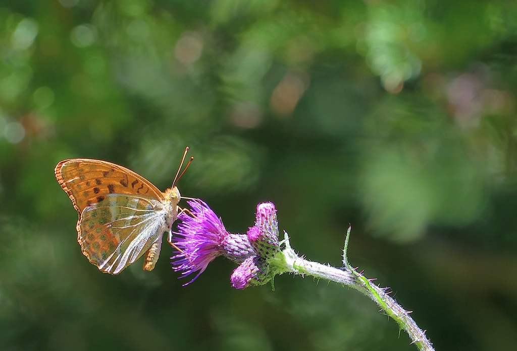 DSC_5302.jpg