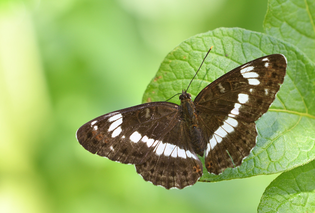 DSC_5235.jpg