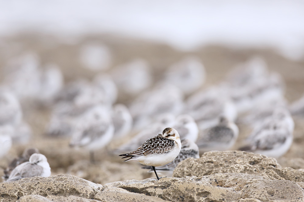 becasseausanderling7741-web.jpg