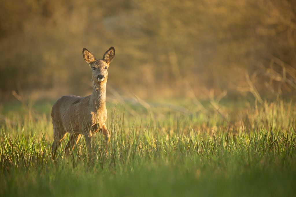 image et nature 3.jpg