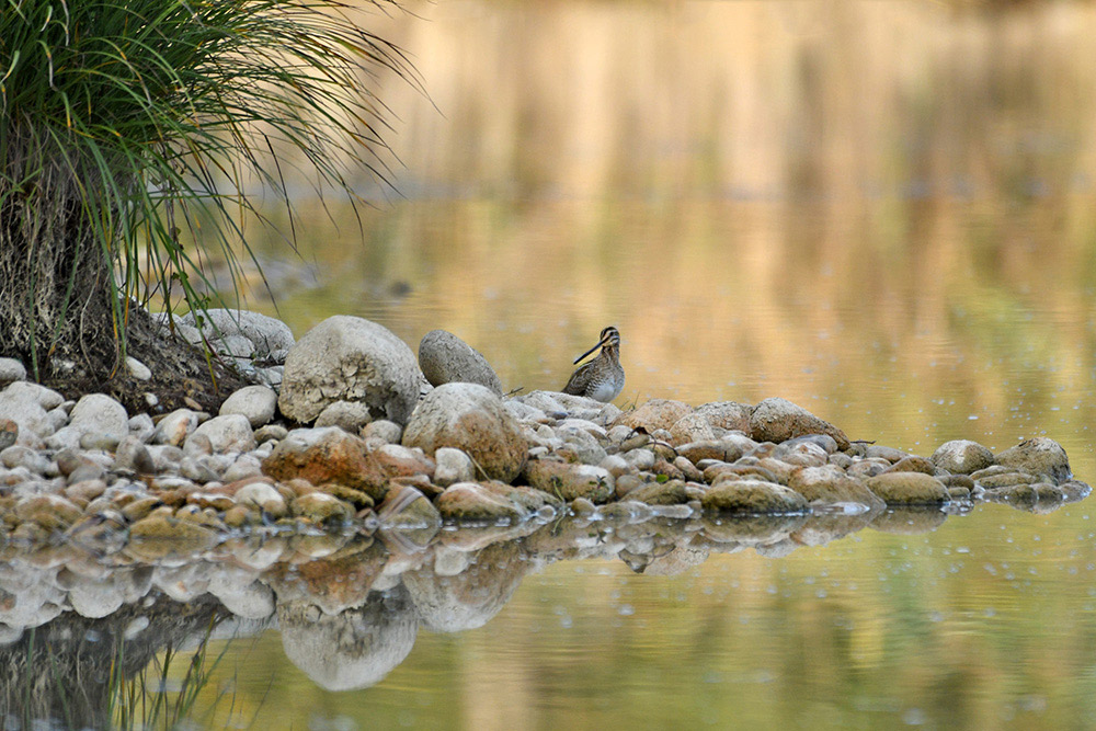 becassine des marais.jpg