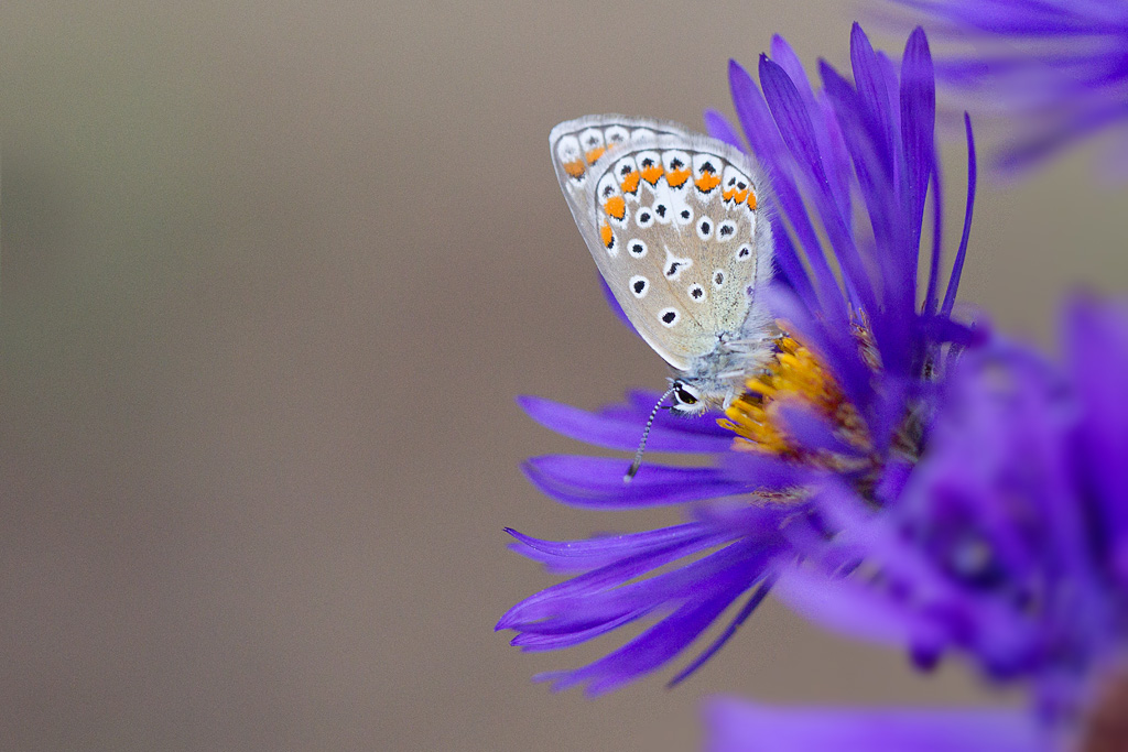 Le Collier-de-corail -Aricia agestis  ♀ 2.jpg