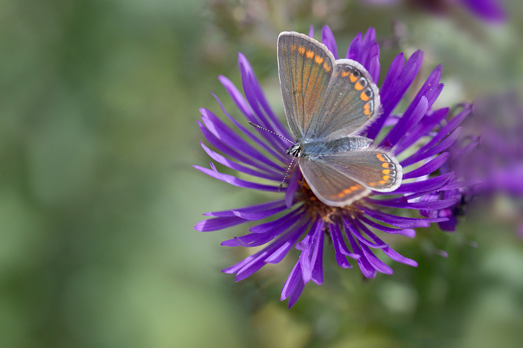 Le Collier-de-corail -Aricia agestis ♀.jpg