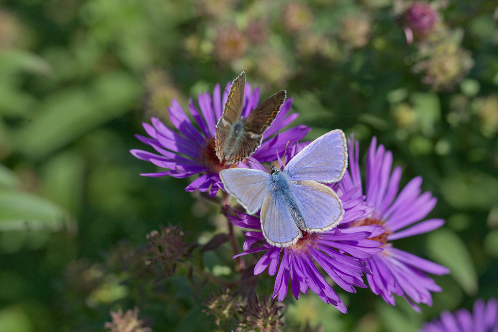 l'Azuré de la bugrane - Polymmatus icarus ♂ et ♀ 2.jpg